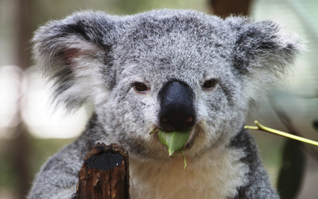 Illustration for article titled These Koalas Are Refusing To Load In Support Of Net Neutrality